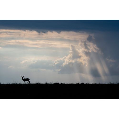 Hopkins, Cindy Miller 아티스트의 Africa-Kenya-Serengeti Plains-Maasai Mara-Impala-silhouette with storm clouds작품입니다.